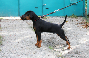 Ягдтерьер щенки и взрослые собаки #981073