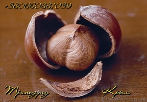 Плоды крупноплодного фундука Трапезунд в скорлупе #974153