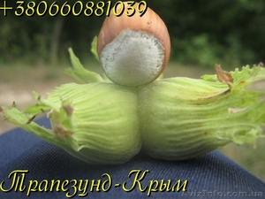 Вегетативные саженцы фундука Керасунд Круглый #974149