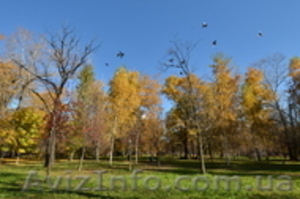 Опытные ,  энергичные грузчики професионалы #975653