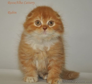 Котик,  хайленд-фолд #985244