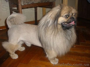 стрижка собак и кошек киев #978749