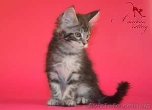  котята мейн кун от питомника,  от элитных родителей #968852