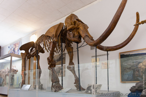 КУПЛЮ КОСТИ МАМОНТА #974340