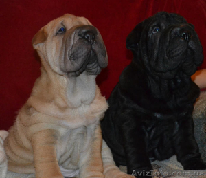 Шарпей - элитные щенки #982775