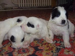 Продам щенков Средне  азиатской овчарки (Алабай) #981870