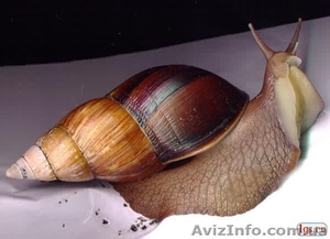 Улитки Ахатина-фулика #971924