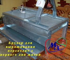 Брудер для выращивания суточных перепелов. #968561