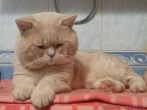 вязка  вислоухих кошек  #76195