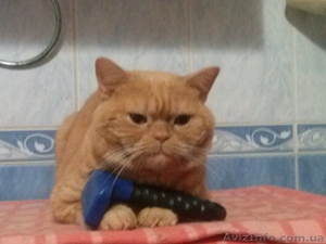 красный табби приглашает на вязку вислоухих кошек #945715