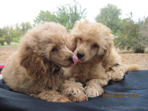 продам щенков той пуделя абрикосового окраса #978091