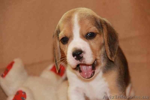 щенки бигля д.р. 26.08.13 #968845