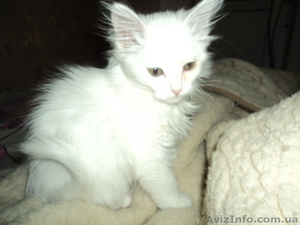 Котенок ангорской кошки в хорошие руки #971199