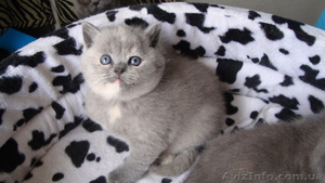 британцы для души и семьи #982648