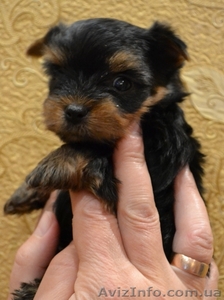 Йоркширские терьеры в хорошие руки #982973