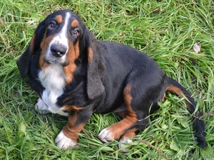 Продаются щенки бассет-хаунда. #975315