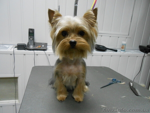 Стрижка собак и кошек! #864152