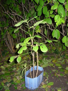 Саженцы ЭЛЕУТЕРОКОКК КОЛЮЧИЙ для высадки в грунт #972329