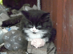 Очень пушистые котята мечтают о доме!!! #974654