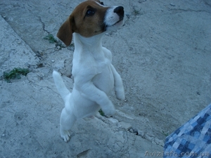 Щенки Джек Рассел терьера продажа по Украине #971815