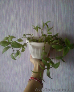 Традесканция Т. fluminensis #981561