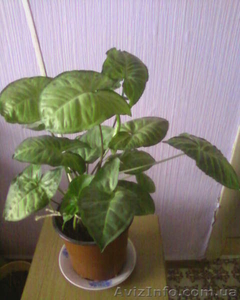 Сингониум ножколистный #981550