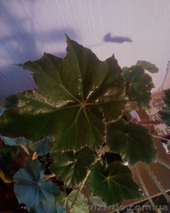 Бегония воротничковая #981570