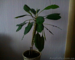 Молочай беложильный #981647