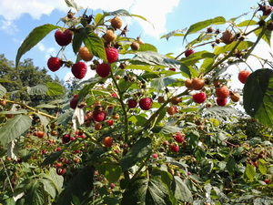 Саженцы малины и смородины #980094