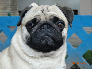 Щеночки мопсиков #981297