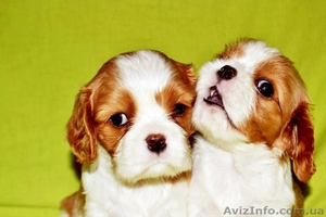 Кавалер Кинг Чарльз спаниель щенки #378846