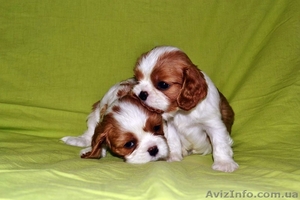 Породные щенки Кавале Чарльз спаниель #437814