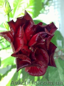 Гибискус - китайская роза #981580