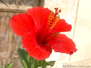 Гибискус китайский (Hibiscus rosa-sinensis)  #981579