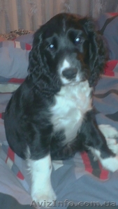  щенки Русского Спаниеля #982783