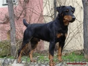 ЯГДТЕРЬЕР,  СРОЧНО #974612