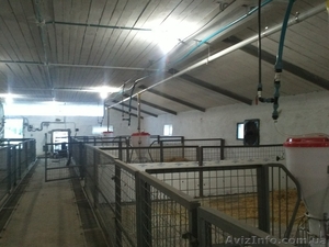 Линии кормления для свиней  #976535