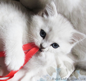 Элитные котята Британская шиншилла #980574