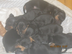 Продаю Щенков Таксы окрас черный #982939