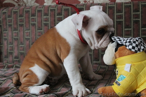 продается щенок английского бульдога #974598