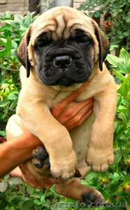 Щенки бульмастифа #976312