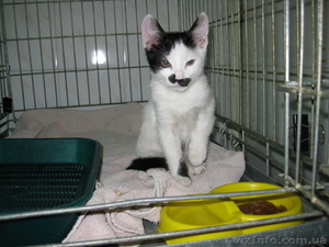 Віддам кошенятко Бантика #970532