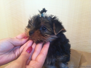 Породистые щенки йоркширского терьера #972887