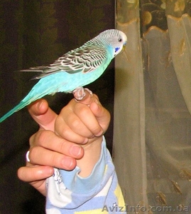 Продам говорящего волнистого попугая. #979396