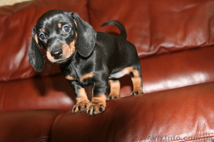 Такса миниатюрная(карликовая)-щенки #971913