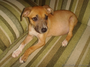 Щенку НУЖЕН ДОМ И ЗАБОТЛИВЫЕ ХОЗЯЕВА! #979038