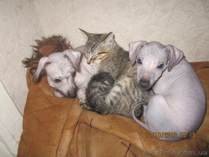 щенки голой мексиканской собачки #975378