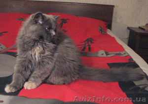 Шотландские котята,  хайленды от Меллер #984365