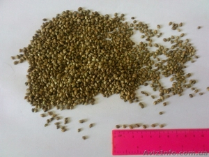 Семечка конопляная техническая #982300