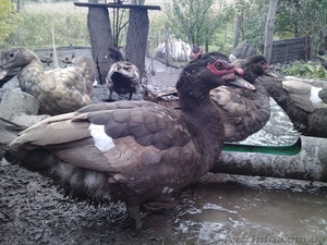 мускусные утки #976644